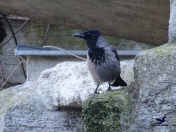 Tiergarten Schönbrunn am 27.01.2026
